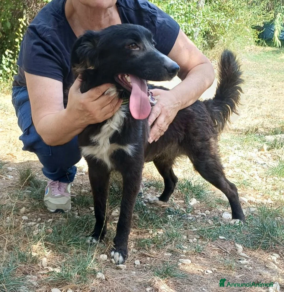 Meticcio cani in regalo: Tyson 9 mesi mix border collie  - Annuncio 2