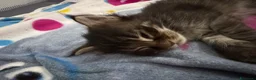 Maine Coon gatti in vendita: Cuccioli Maine Coon a Provincia di Padova - Annuncio 3
