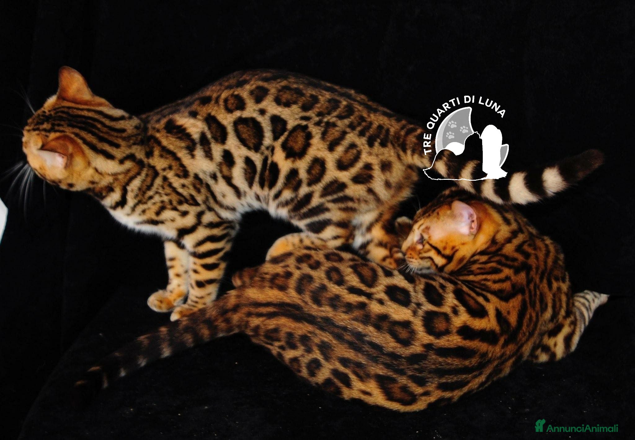 Bengala gatti Bengala da Sogno – Cuccioli Selezionati  - Annuncio 2