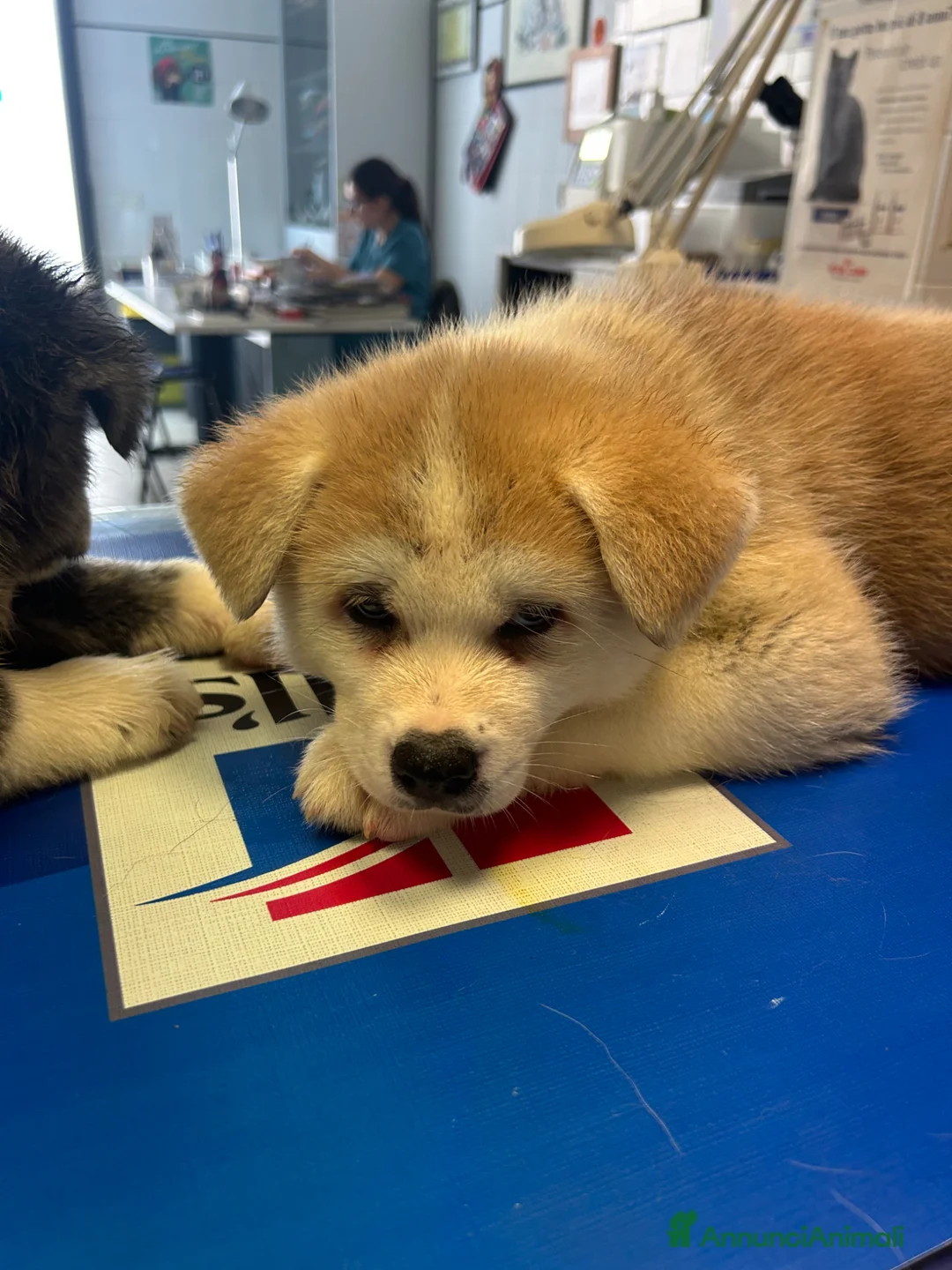 Akita Inu cani in vendita: Cuccioli Akita innu - Annuncio 10