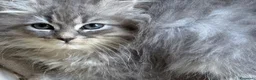 Siberiano gatti in vendita: cucciole di siberiano con pedigree - Annuncio 2