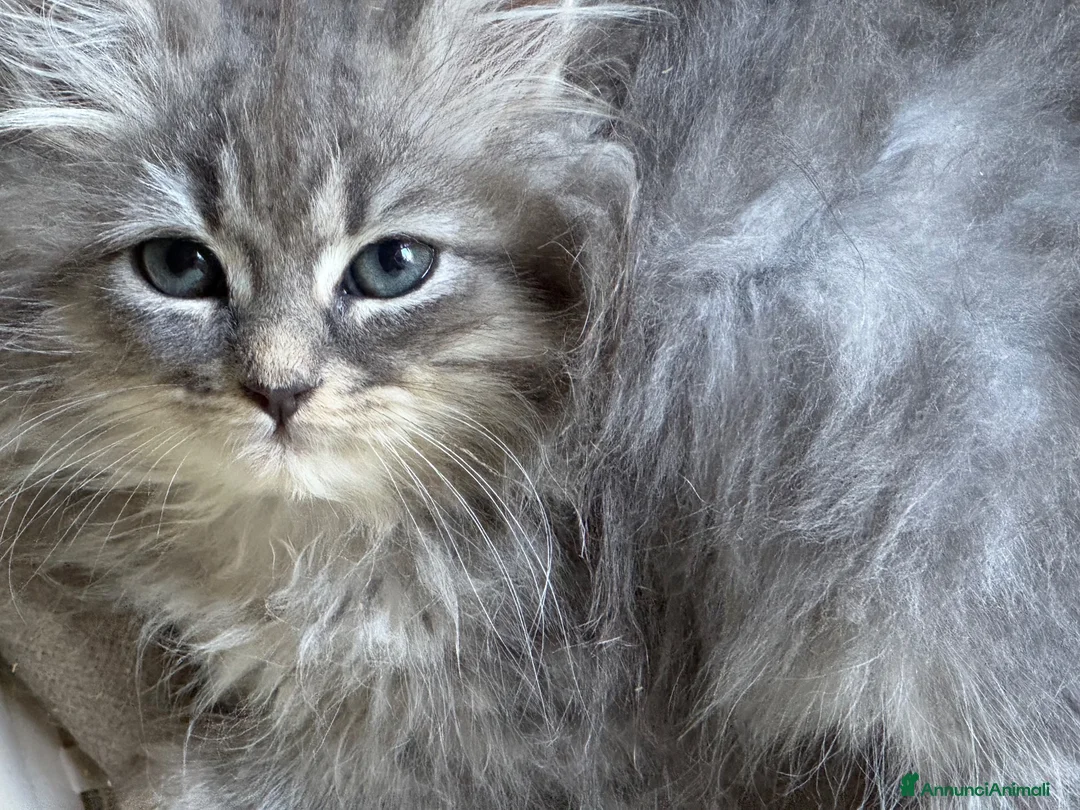 Siberiano gatti in vendita: cucciole di siberiano con pedigree - Annuncio 2