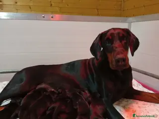 Dobermann cani Cuccioli di Dobermann in Toscana - Annuncio 5