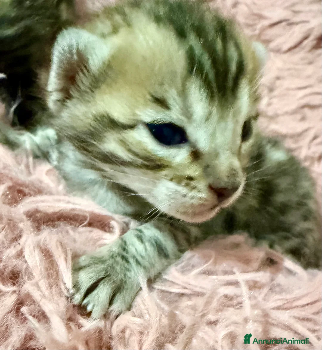 Bengala gatti in vendita: gatto bengala  - Annuncio 6