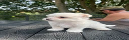 Maltese cani in vendita: Cuccioli Maltese toy - Annuncio 6
