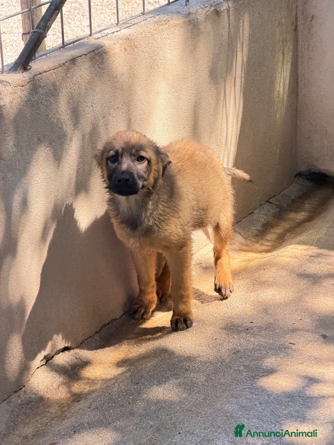 Meticcio cani in regalo: Rose  a Provincia di Ferrara - Annuncio 4
