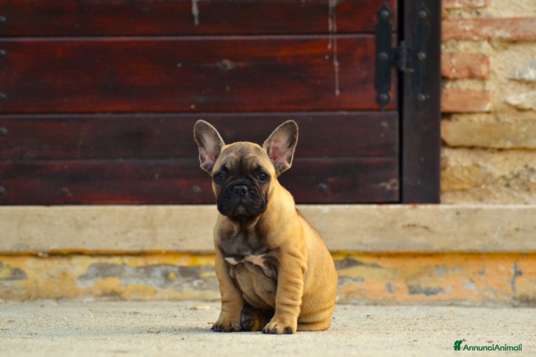 Bulldog Francese cani in vendita: Fulva femmina bulldog francese a Provincia di Rieti - Immagine 2