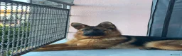 Pastore Tedesco cani in vendita: Cedesi cucciola Pastore tedesco - Annuncio 6