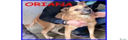 Meticcio cani in regalo: ORIANA dolce nonnina tg mediopicc. - Annuncio 2