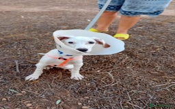 Altre razze cani in regalo: glicine  - Immagine 5