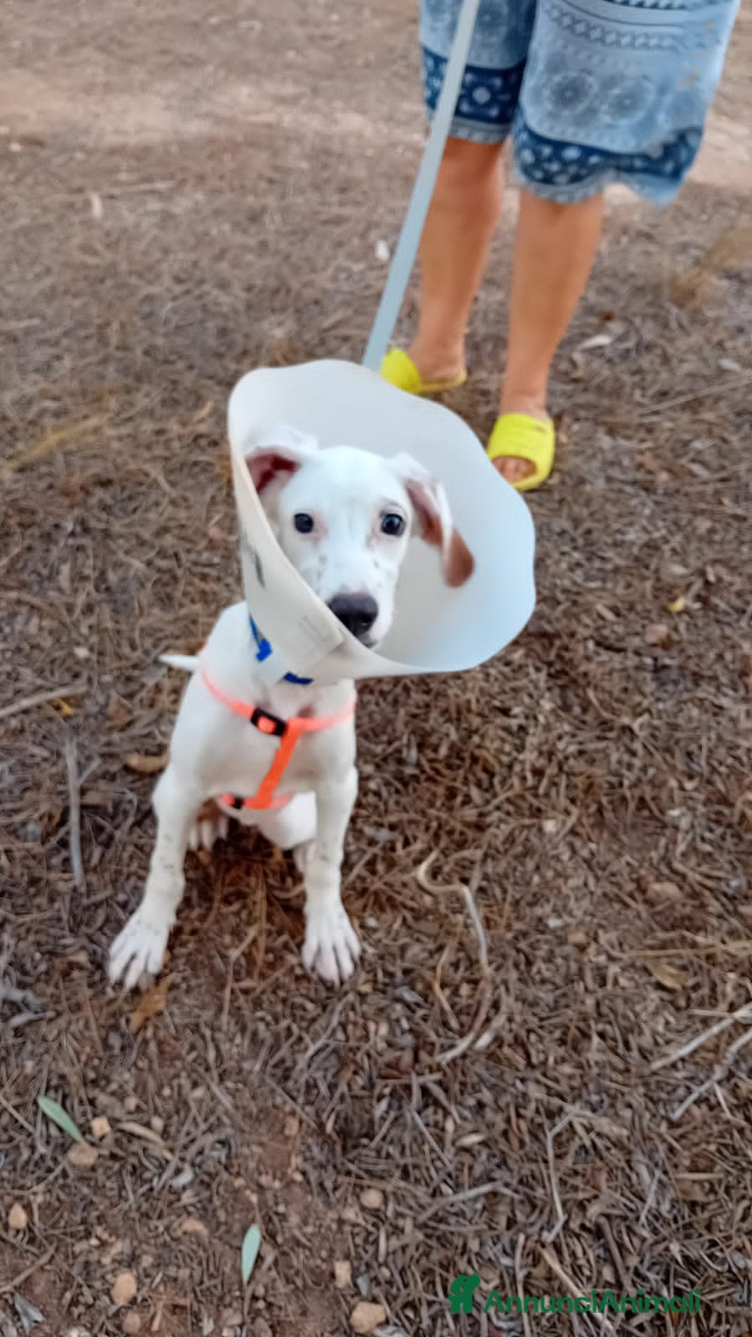 Altre razze cani in regalo: glicine  - Immagine 5