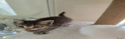 Siberiano gatti in vendita: Cuccioli di siberiano  - Annuncio 9