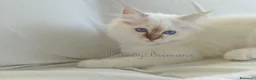 Sacro di Birmania gatti in vendita: Cuccioli Sacro di Birmania  - Annuncio 4