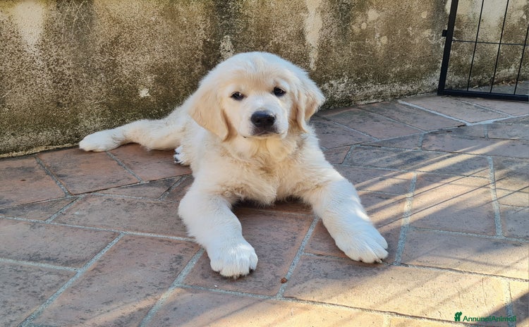 Golden Retriever cani a Provincia di Avellino - Annuncio 1
