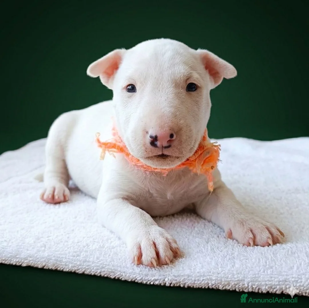 Bull Terrier Mini cani in vendita: Cuccioli bull terrier miniature a Libero consorzio comunale di Caltanissetta - Annuncio 7