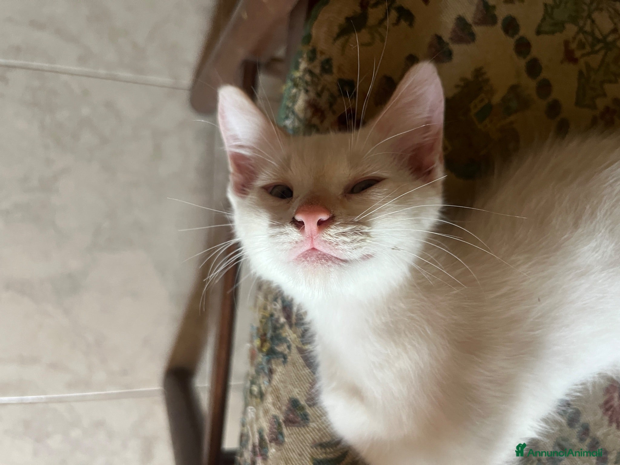 Altre razze gatti Gattini in regalo  - Annuncio 14