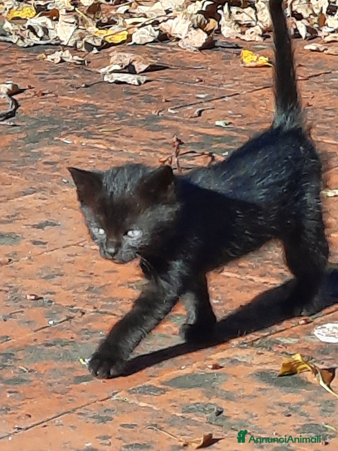 Europeo gatti in regalo: Gattini adorabili - Annuncio 4