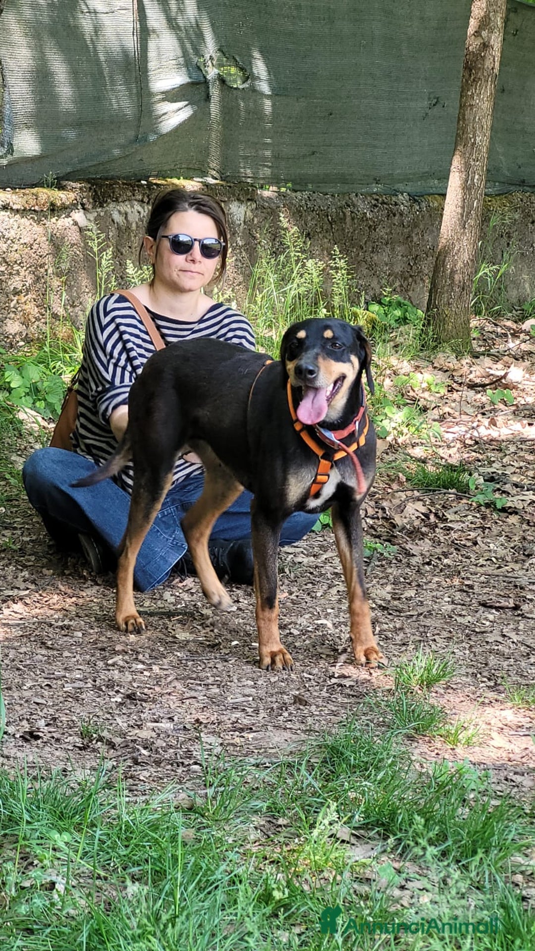 Segugio cani in regalo: Splendida mix segugio - SKYLAR a Città metropolitana di Milano - Annuncio 7