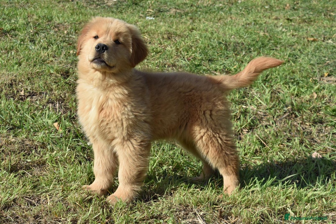 Golden Retriever cani in vendita: Golden Retriever Americani Cuccioli con pedigree  - Annuncio 2