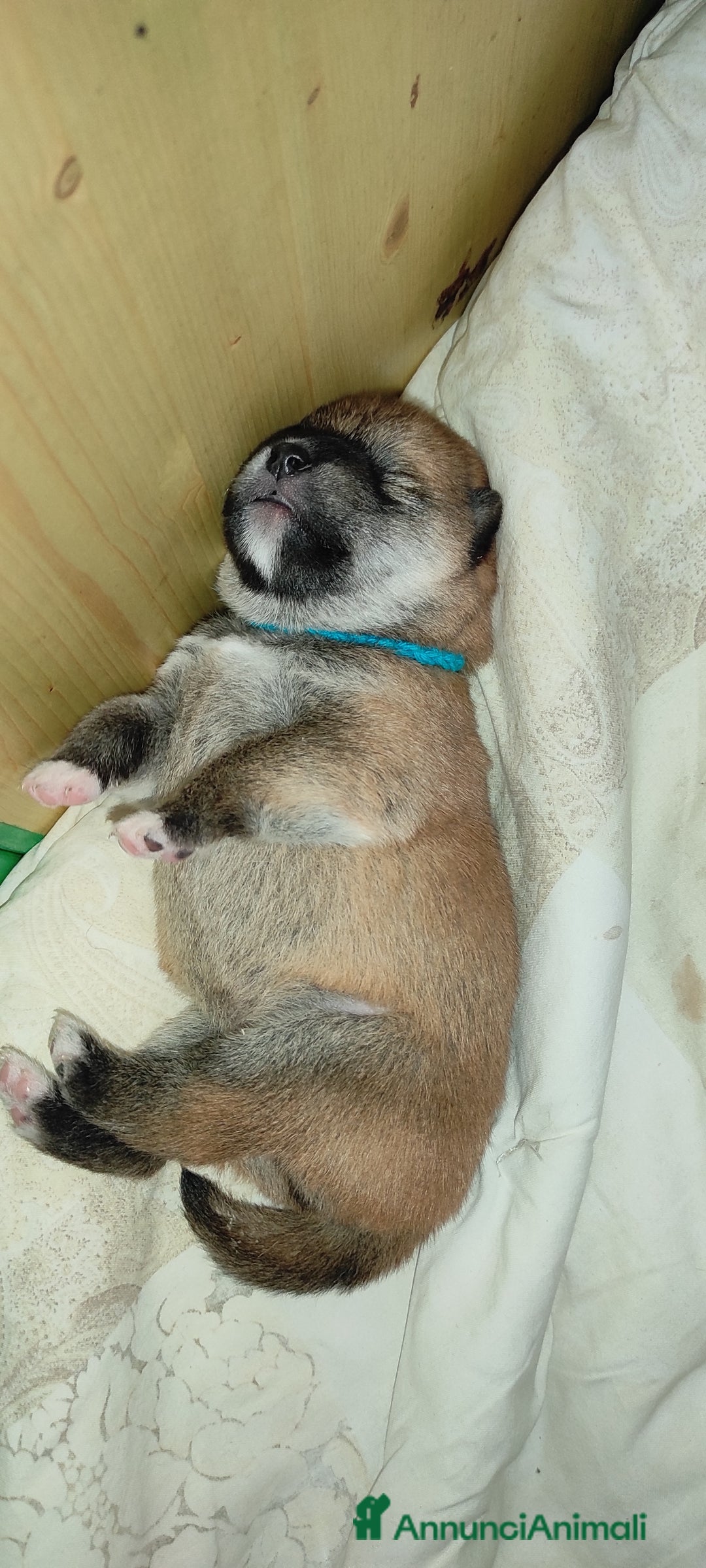 Shiba Inu cani in vendita: Cuccioli di Shiba Inu con genitori testati - Annuncio 18