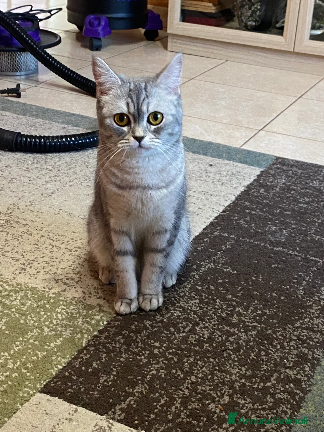 British gatti per accoppiamento: Sono Bibi, cerco un fidanzatino a Bologna.  a Città Metropolitana di Bologna - Annuncio 2