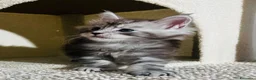 Maine Coon gatti in vendita: Maine coon con pedigree  - Annuncio 5