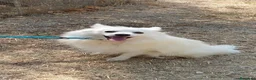 Volpino Italiano cani in regalo: Fiocco  - Annuncio 3