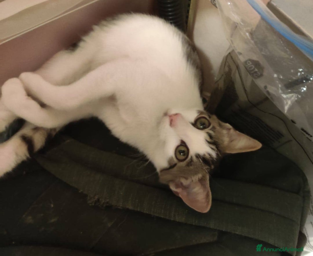 Europeo gatti in regalo: PACO, adorabile gattino da adottare! - Annuncio 6