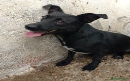 Meticcio cani in regalo: ORNELLA - Immagine 1