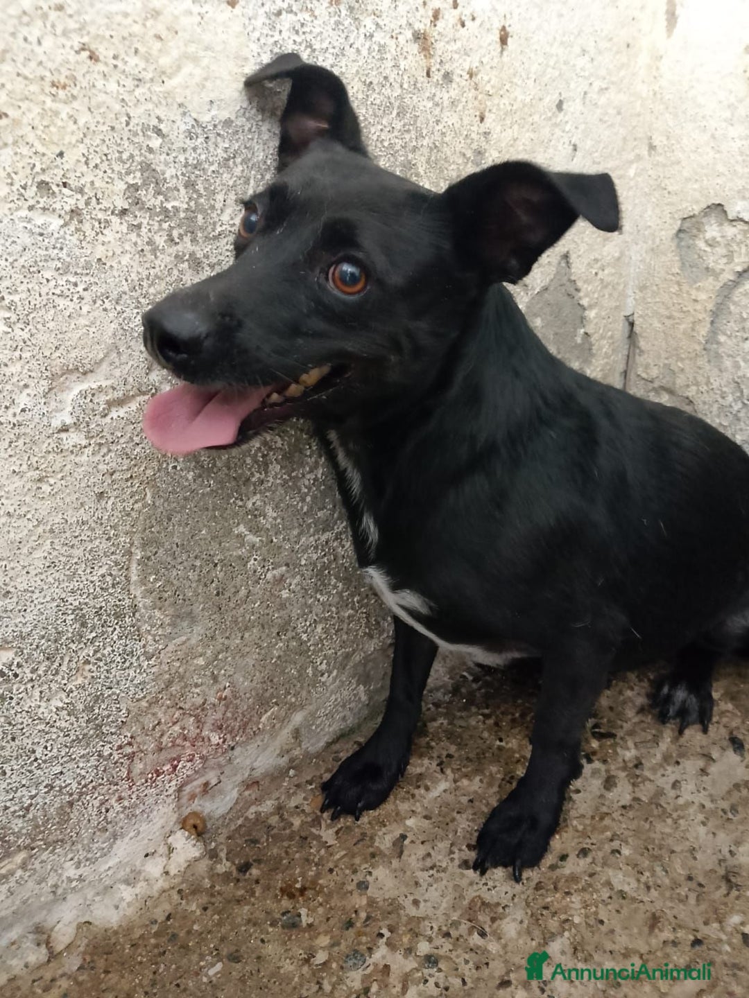 Meticcio cani in regalo: ORNELLA - Immagine 1