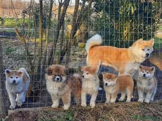Akita Inu cani Cuccioli Akita Inu - Annuncio 2