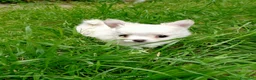 Chihuahua cani in vendita: vendesi cucciolo chihuahua pelo lungo - Annuncio 2