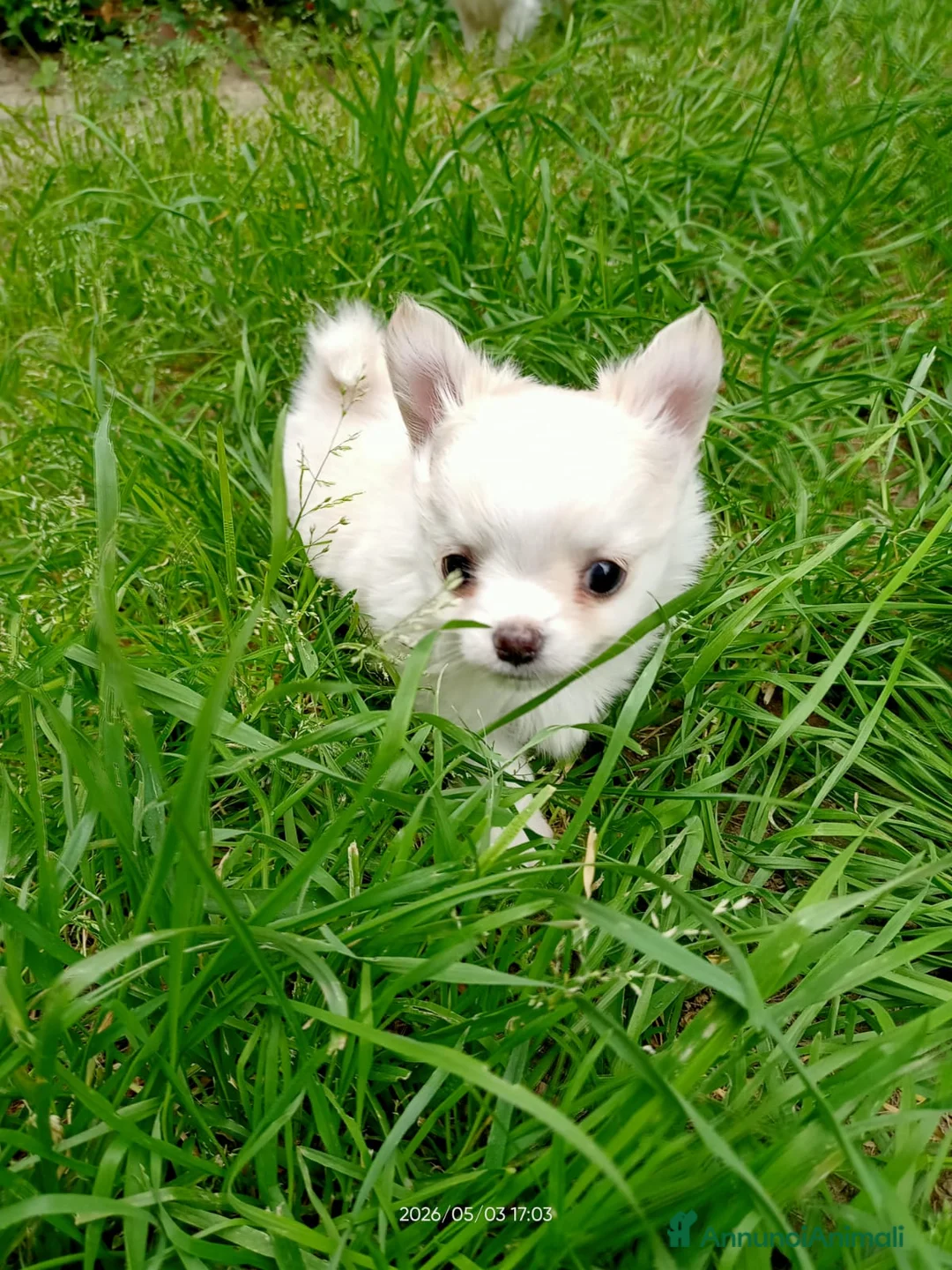 Chihuahua cani in vendita: vendesi cucciolo chihuahua pelo lungo - Annuncio 2