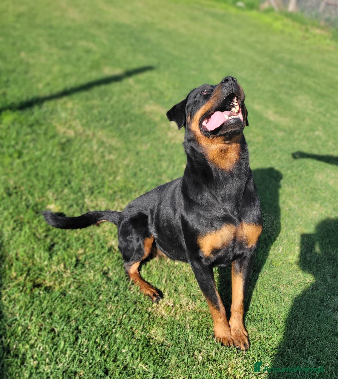 Rottweiler cani in regalo: Straordinaria Rottweiler di nome Beverly - Annuncio 4