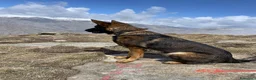 Pastore Tedesco cani per accoppiamento: Pastore tedesco maschio per accoppiamento a Provincia di Biella - Annuncio 5