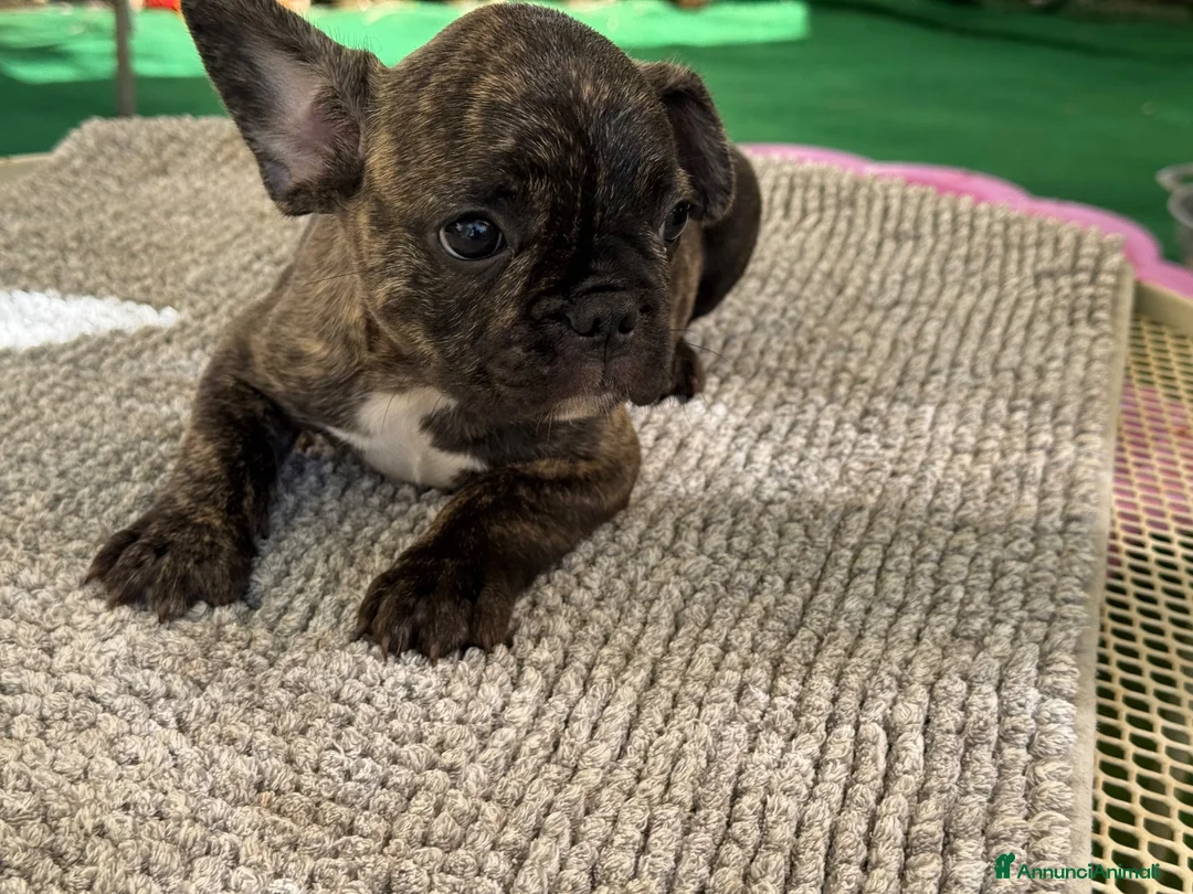 Bulldog Francese cani in vendita: Bulldog francese tigrato  - Annuncio 1
