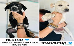 Altre razze cani in regalo: NERINO E BIANCHINO - Immagine 1