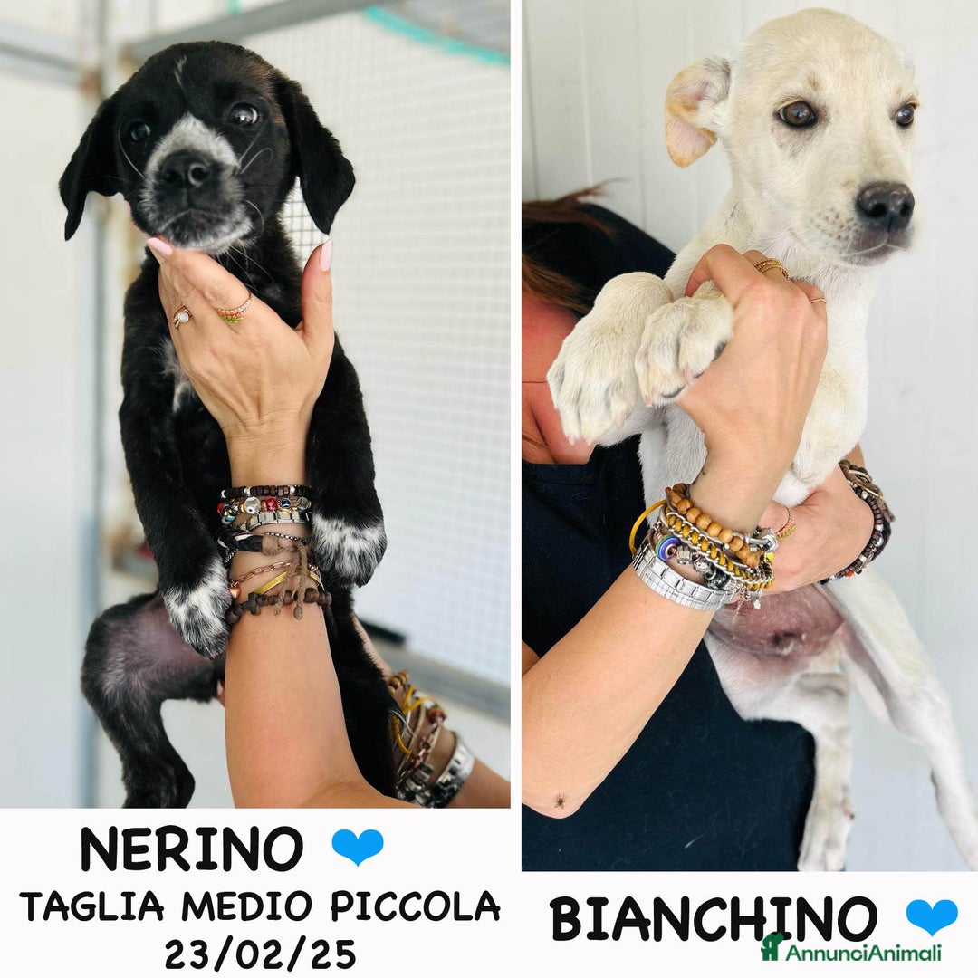 Altre razze cani in regalo: NERINO E BIANCHINO - Immagine 1