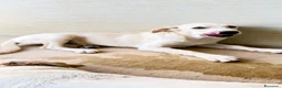 Meticcio cani in regalo: Misty - Annuncio 5