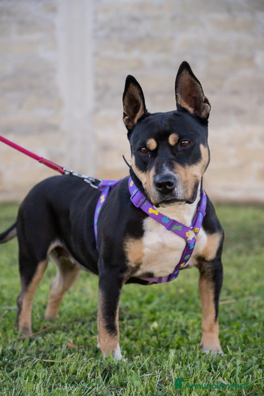 Meticcio cani in regalo: ROMANA, GIOVANE AMERICAN BULLY/AMSTAFF  - Annuncio 2