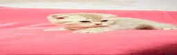 Scottish gatti in vendita: Gattina Scottish Fold - Annuncio 5