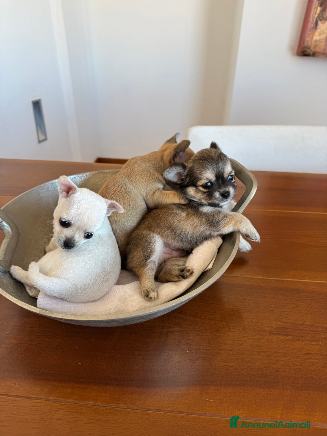 Chihuahua cani in vendita: Cuccioli di Chihuahua Cercano Casa!  a Provincia di Sassari - Immagine 3