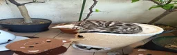 Bengala gatti in vendita: laun splendore cucciola Bengala 🥰  - Annuncio 7