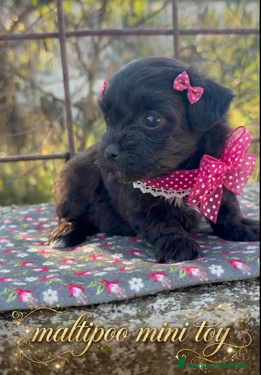 Maltipoo cani in vendita: Maltipoo mini toy - Annuncio 2