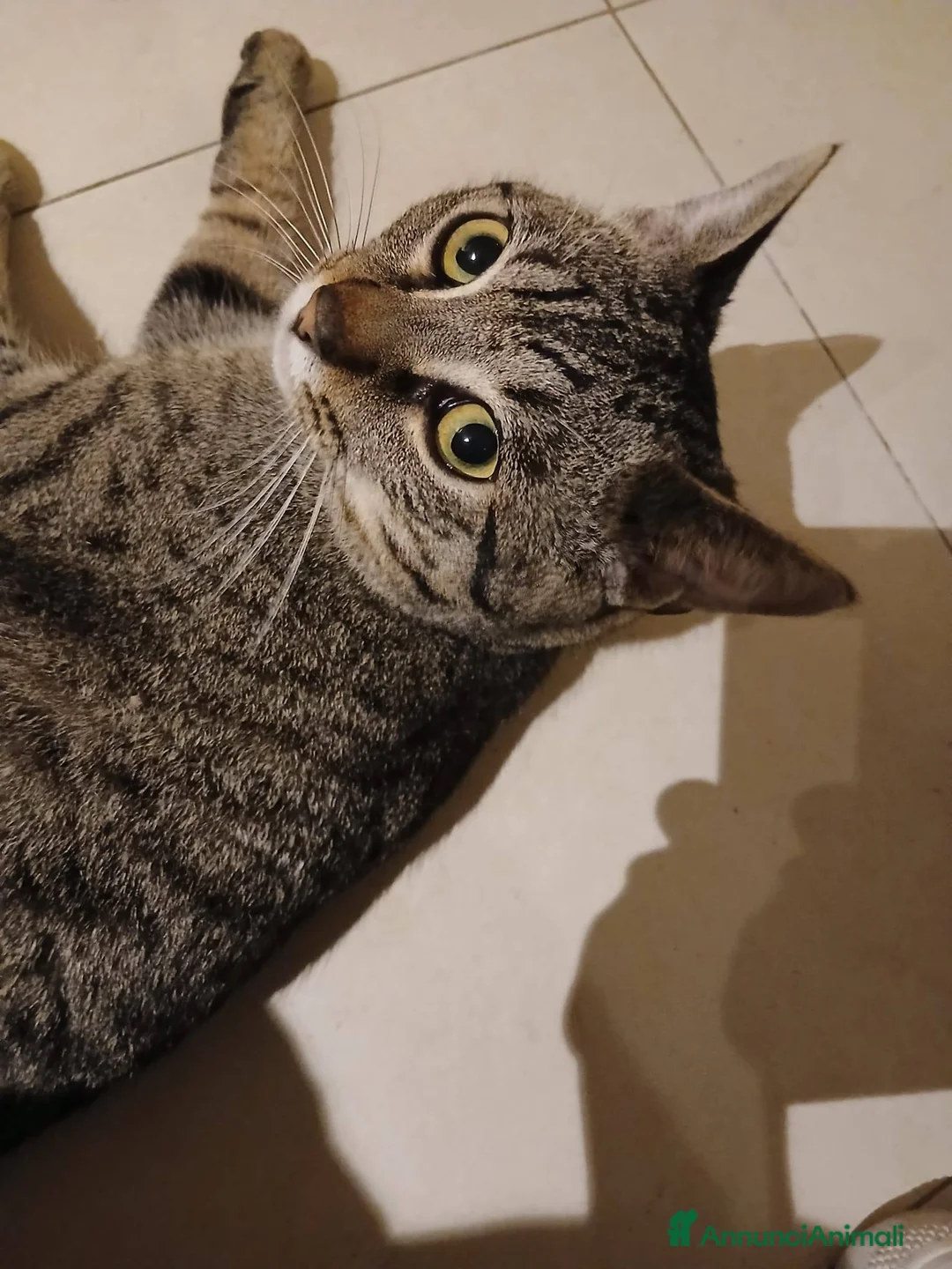 Meticcio gatti in regalo: Saisey micio coccolone - Annuncio 3