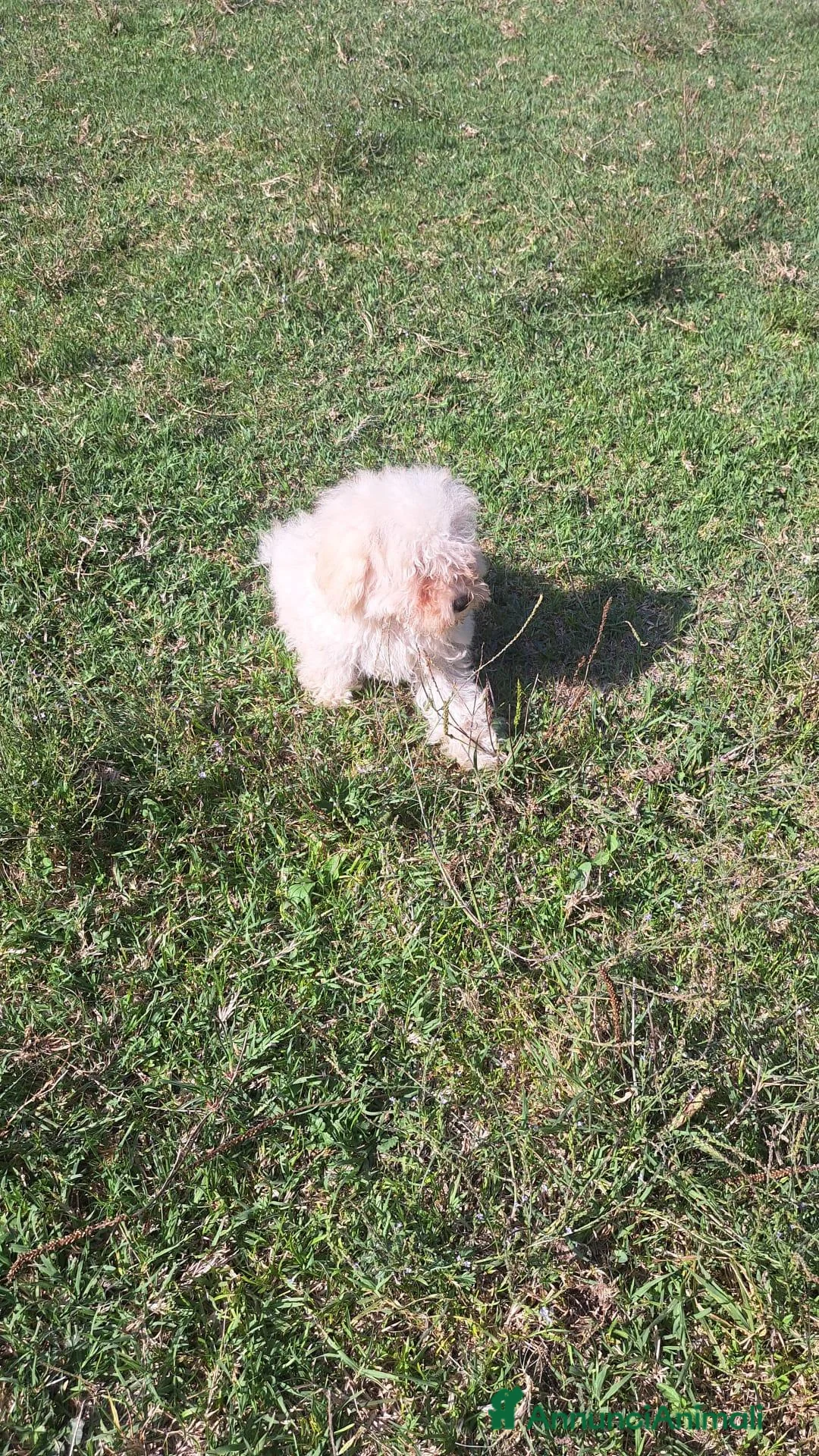 Maltipoo cani in vendita: ULTIMO CUCCIOLO MALTIPÒO BIANCO - Annuncio 2