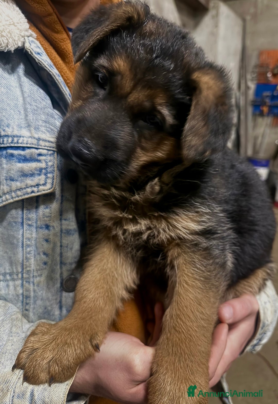 Pastore Tedesco cani in vendita: Cuccioli di Pastore Tedesco - Annuncio 5