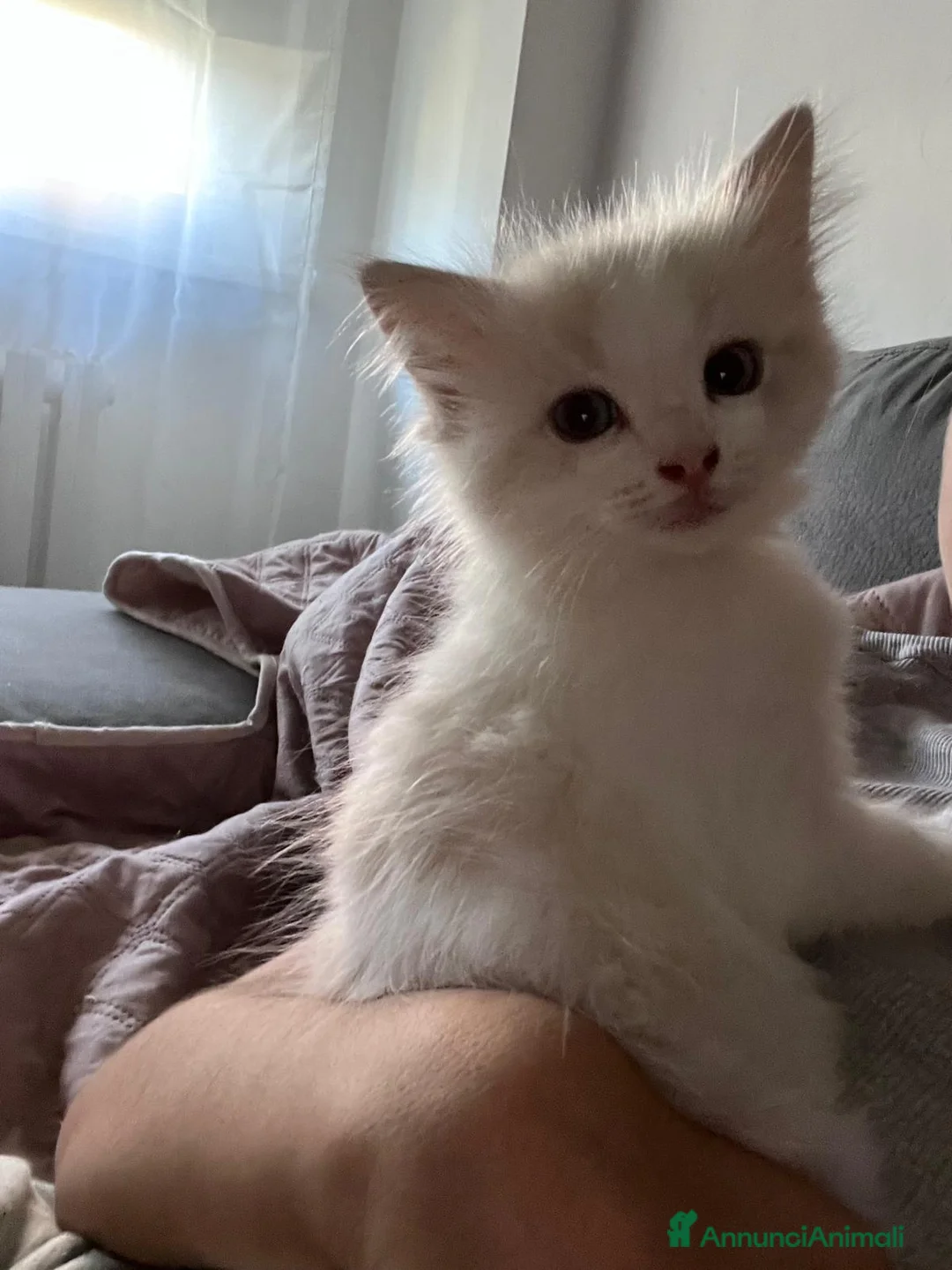 Ragdoll gatti in vendita: Splendida cucciola Ragdoll Blue Tabby Bicolor  - Annuncio 2