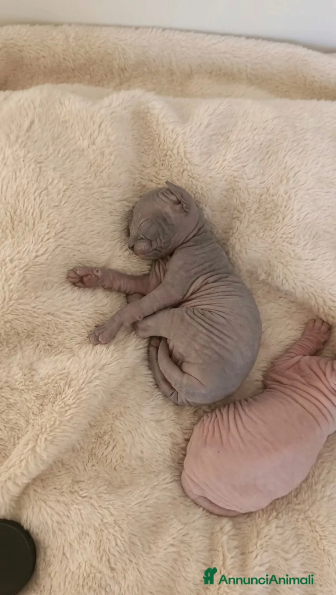 Sphynx gatti in vendita: Cuccioli di sphynx con pedigree - Annuncio 2