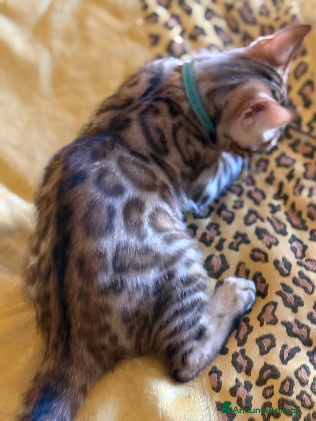 Bengala gatti in vendita: Bellissimi cuccioli  a Città metropolitana di Roma Capitale - Immagine 15